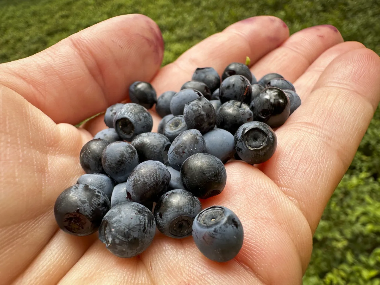 Zdjęcie Kiedy jest sezon na jagody? Odkryj najlepszy czas na zbiór i smak