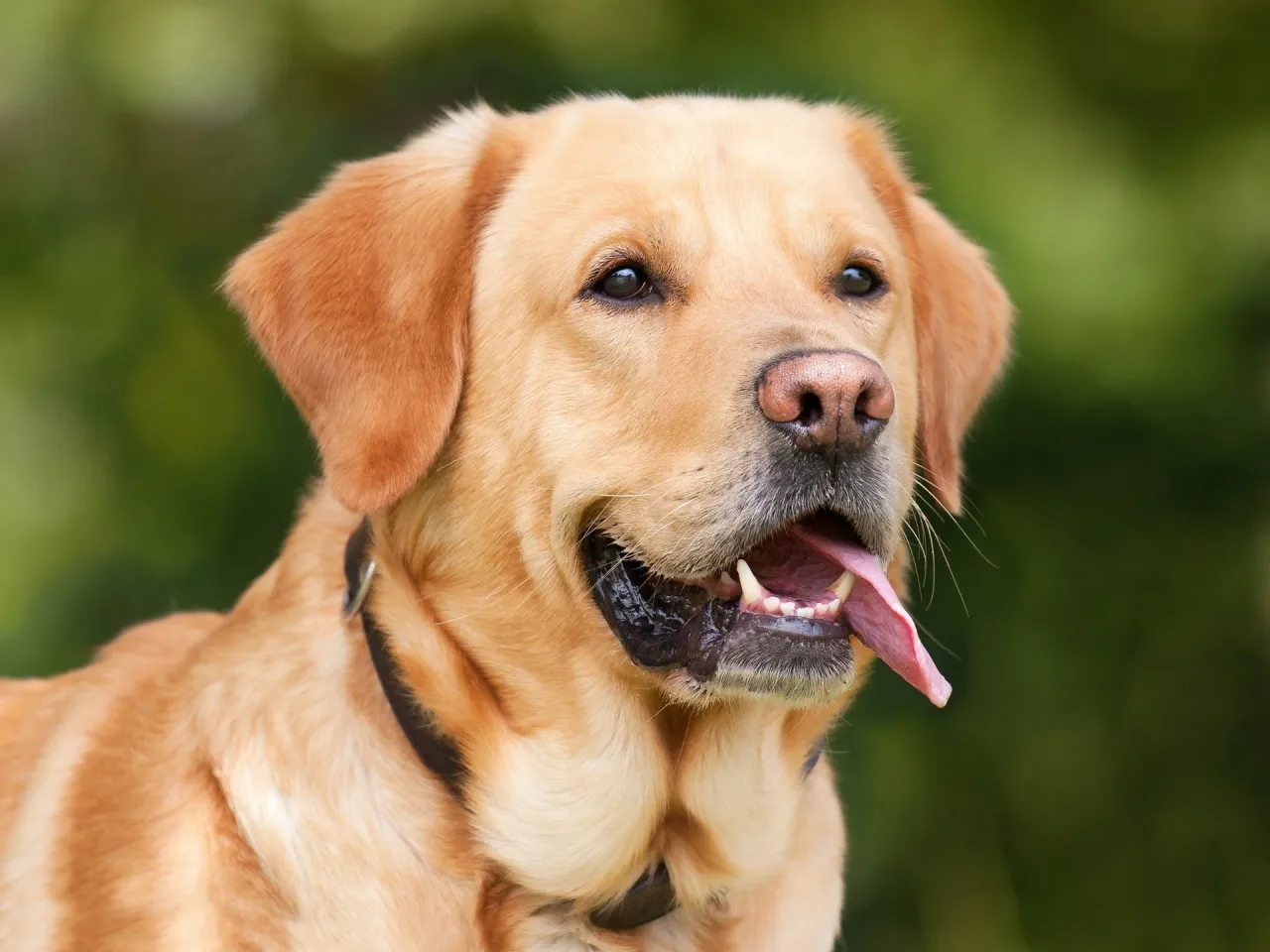 Zdjęcie Labrador czy golden retriever charakter – który pies lepiej pasuje do Ciebie?