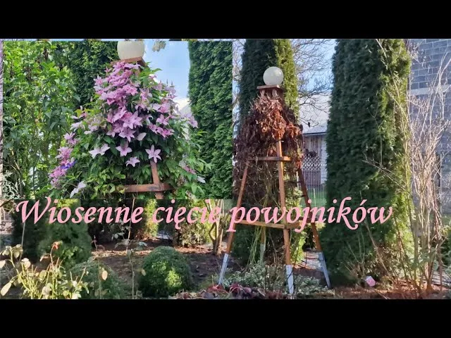 Zdjęcie Jak przycinać clematisy, aby uniknąć błędów i zapewnić piękne kwitnienie
