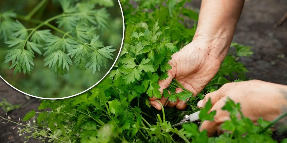 Zdjęcie Jak odr&oacute;żnić pietruszkę od trujących chwast&oacute;w? Kluczowe r&oacute;żnice