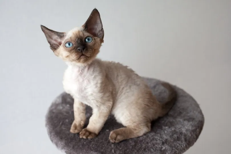 Zdjęcie Kolory Devon Rex: Odkryj niezwykłe wzory i zmiany sierści