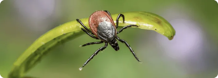 Zdjęcie Jak przygotować się do badania na boreliozę, aby uniknąć błędów