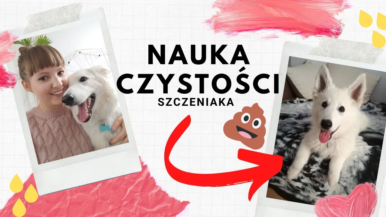 Zdjęcie Jak szkolić szczeniaka: skuteczne metody na naukę czystości i podstawowych komend