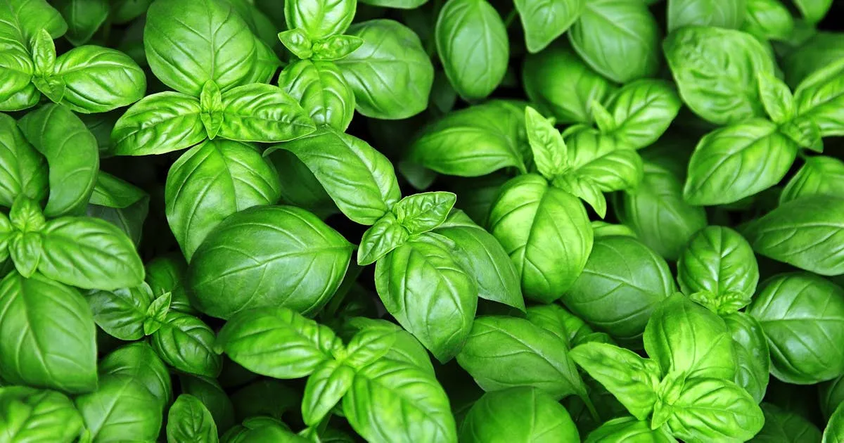 Zdjęcie Czym nawozić bazylię, aby uzyskać zdrowe i aromatyczne liście?