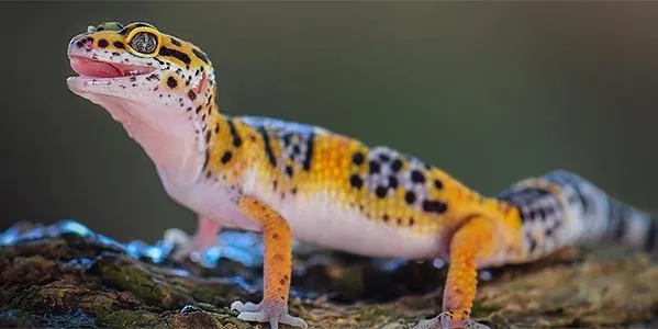 Zdjęcie Czym się żywi gekon lamparci? Odkryj sekrety jego diety