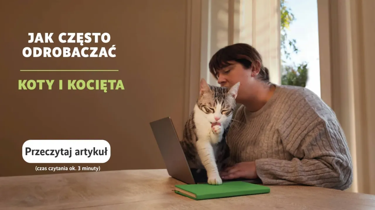 Zdjęcie Jak często odrobaczać kota niewychodzącego, by uniknąć pasożytów?