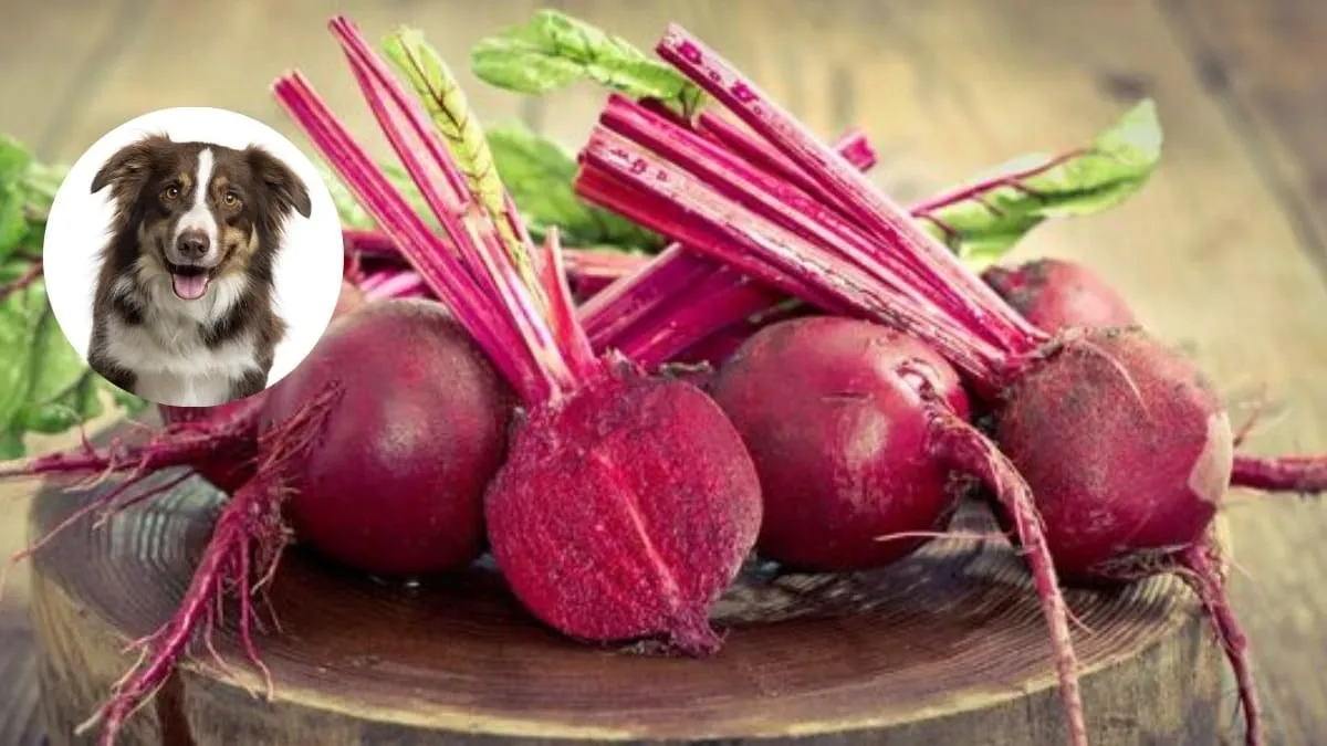 Zdjęcie Czy pies może jeść gotowane buraki? Odkryj, co musisz wiedzieć