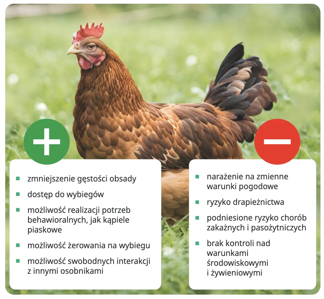 Zdjęcie Drób - poznaj rodzaje, korzyści zdrowotne i ekologiczne aspekty