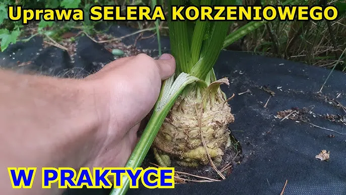 Zdjęcie Jaki nawóz do selera? Odkryj sekrety skutecznej uprawy korzeniowej
