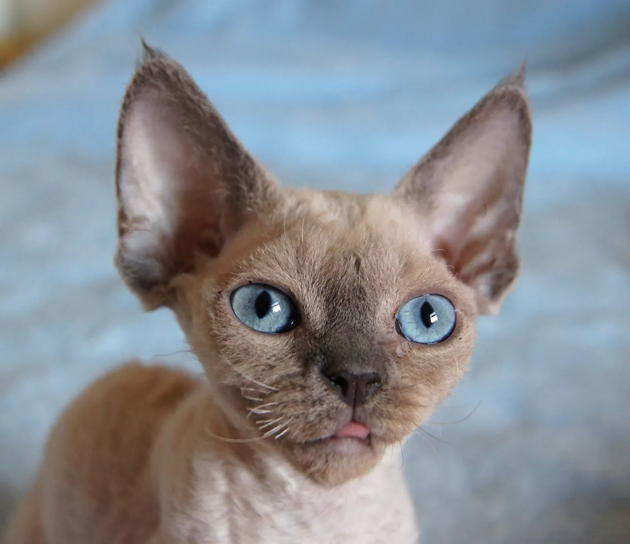 Zdjęcie Devon Rex w Warszawie - najlepsze hodowle i kocięta do adopcji