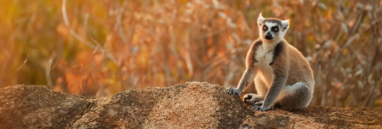 Zdjęcie Gdzie leży Madagaskar? Odkryj jego ukryte położenie i tajemnice