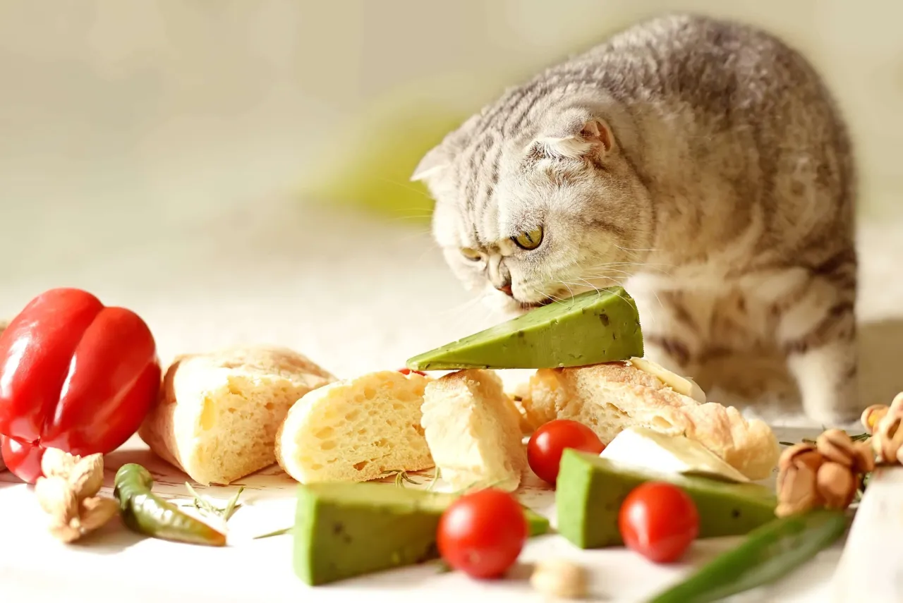 Zdjęcie Czy koty mogą jeść pistacje? Oto, co musisz wiedzieć o ryzyku