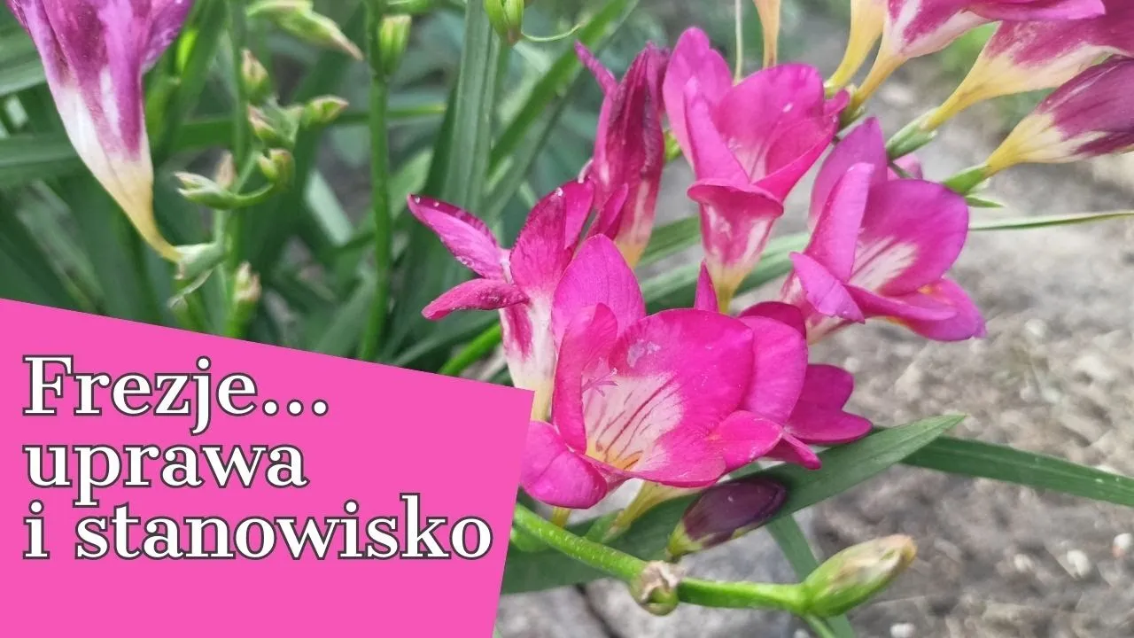 Zdjęcie Jak uprawiać frezje w ogrodzie – proste sposoby na piękne kwiaty