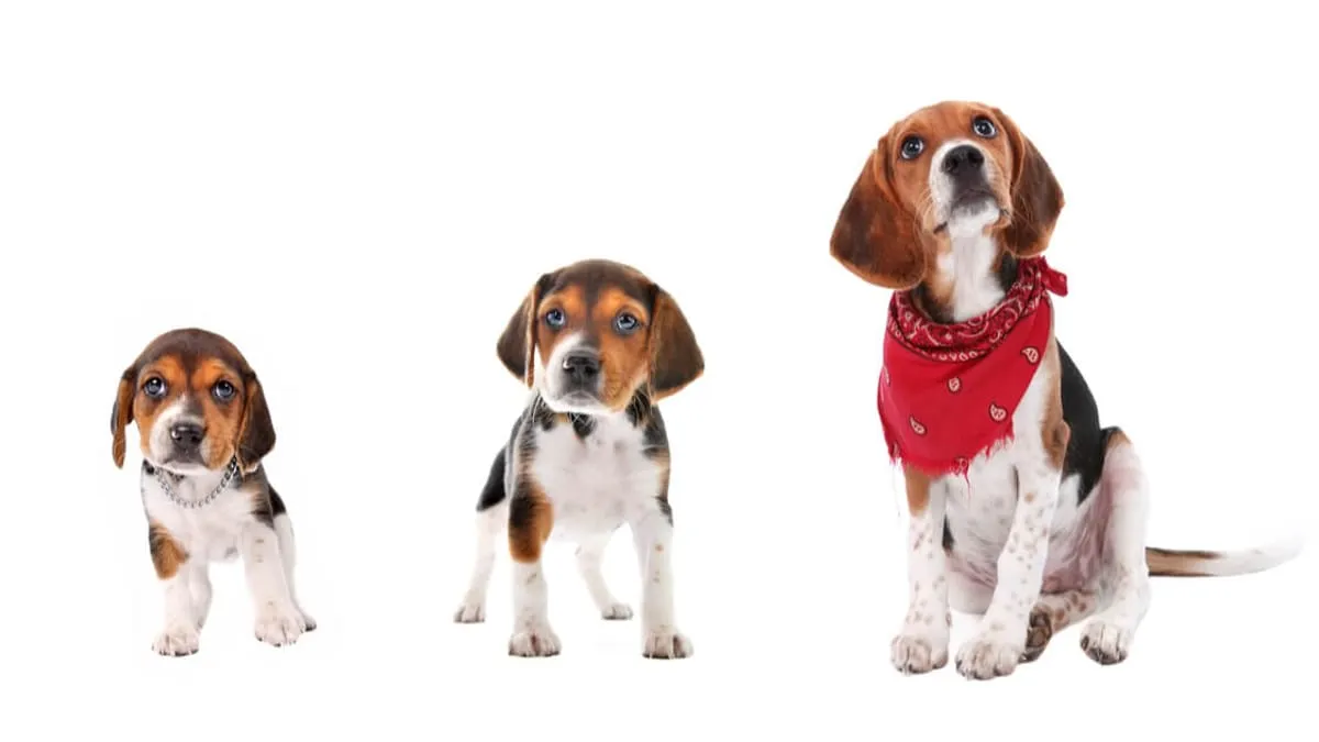 Zdjęcie Kiedy pies staje się dorosły? Poznaj kluczowe etapy i rasy