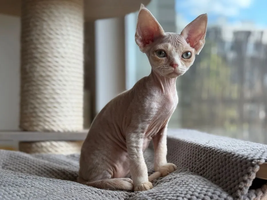 Zdjęcie Hodowla Devon Rex w Warszawie - sprawdzone miejsca i ceny kociąt