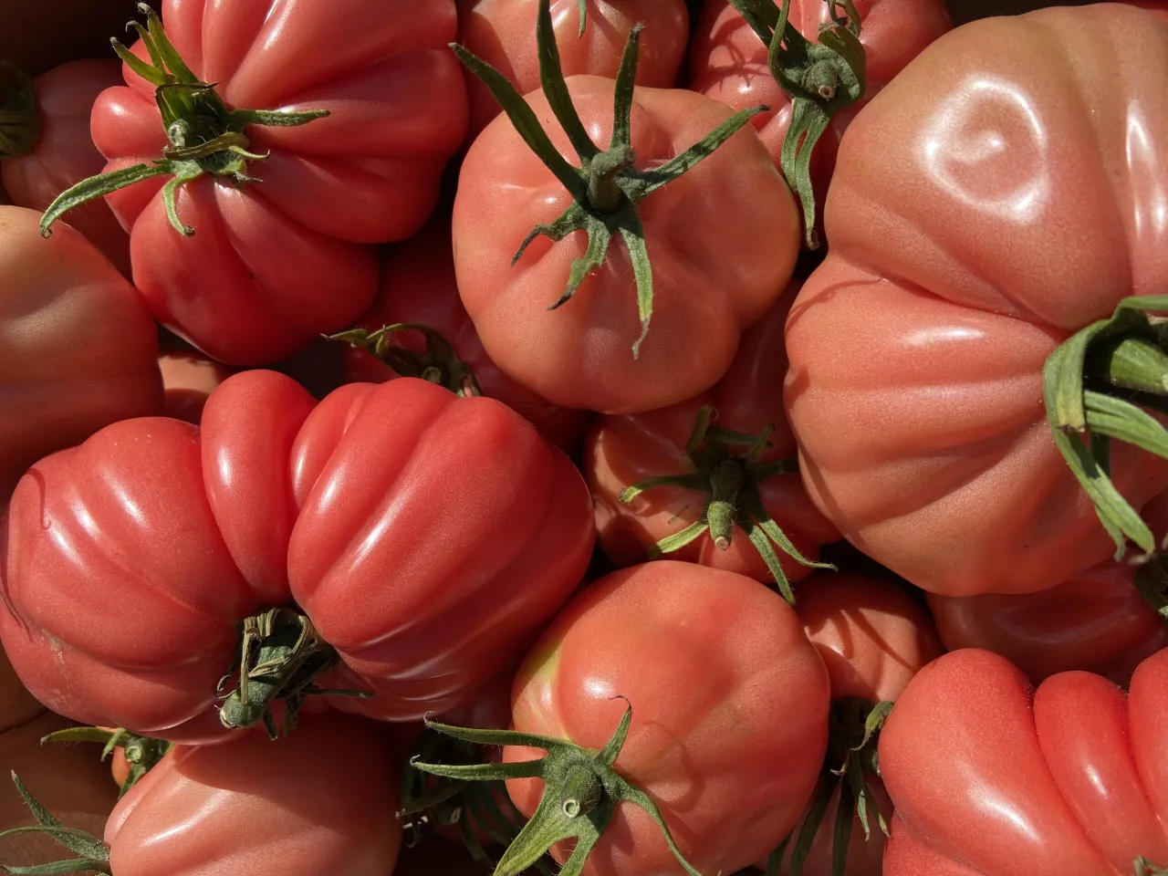 Zdjęcie Jak sadzić pomidory w ogrodzie? Poradnik krok po kroku