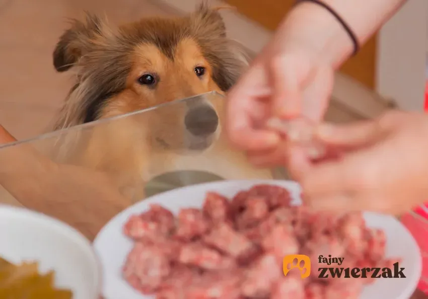 Zdjęcie Jakie mięso dla psa z cukrzycą? Oto najlepsze opcje dla zdrowia psa