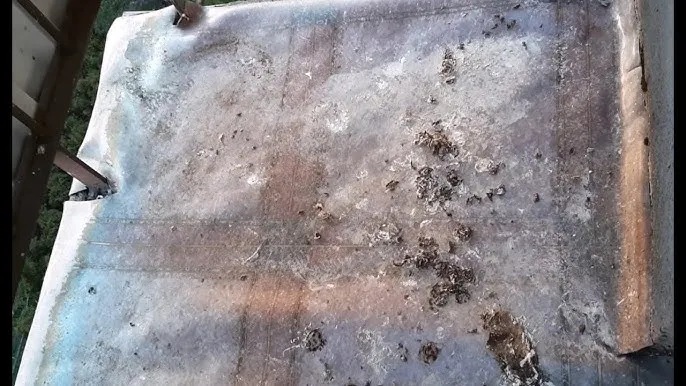 Zdjęcie Jak usunąć ptasie odchody z elewacji - skuteczne metody i porady.