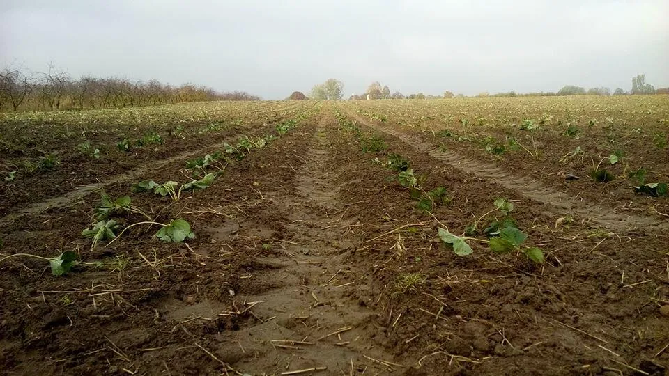 Zdjęcie Jak przygotować glebę pod truskawki, aby uniknąć błędów i uzyskać plony