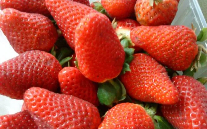 Zdjęcie Delicioso batido con helado de fresa: recetas irresistibles para disfrutar