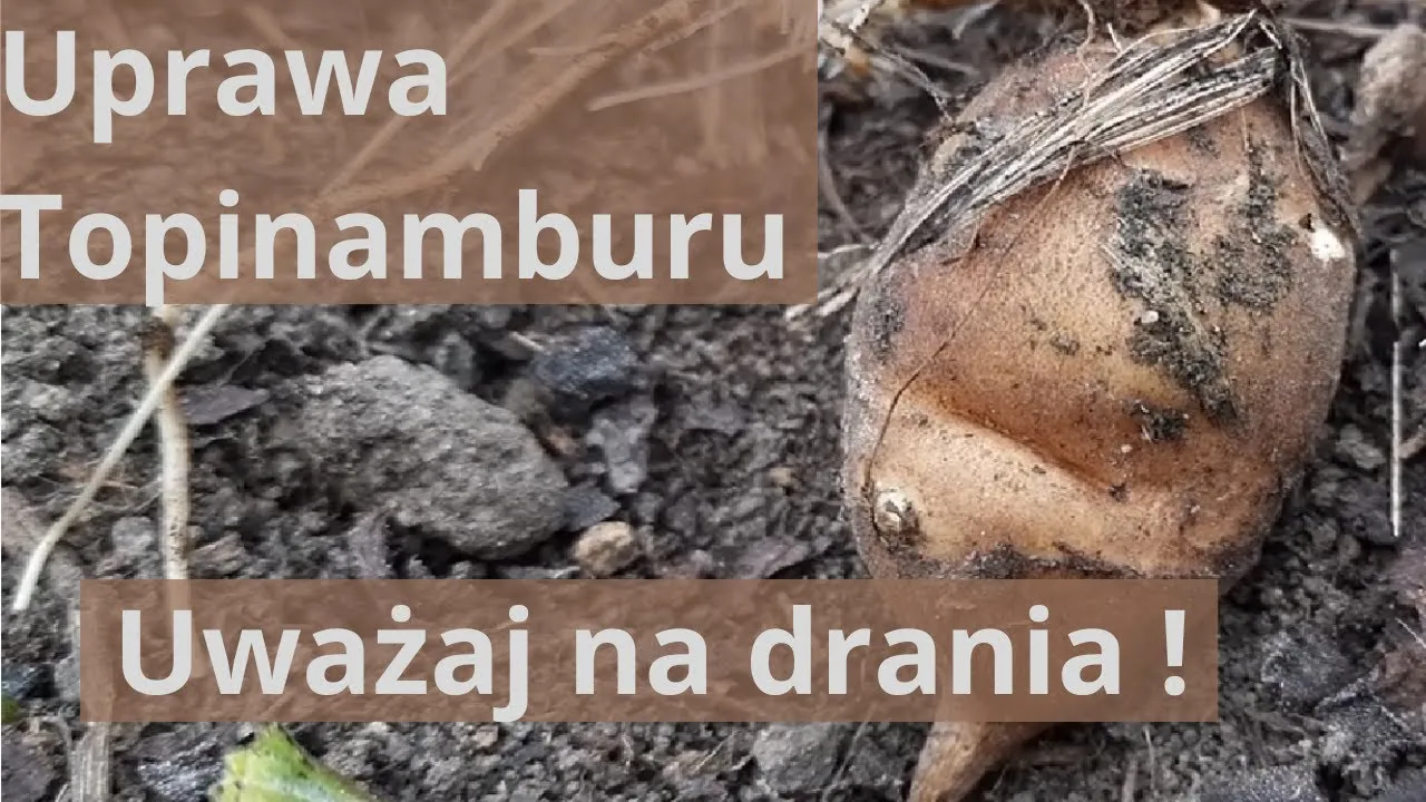 Zdjęcie Jak uprawiać topinambur: proste kroki do udanej uprawy w ogrodzie
