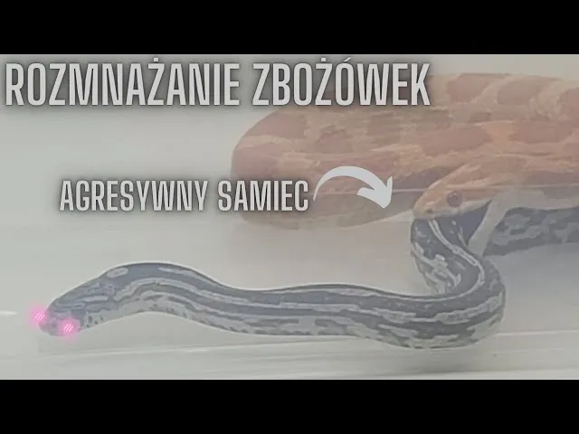 Zdjęcie Jak rodzą się węże? Odkryj fascynujące metody ich rozmnażania
