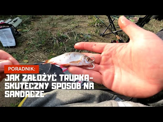 Zdjęcie Jak założyć żywca na haczyk – skuteczne metody na udany połów