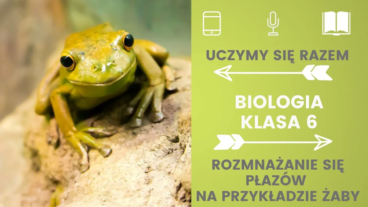 Zdjęcie Jak żaby się rozmnażają? Zaskakujące etapy ich rozwoju i życia