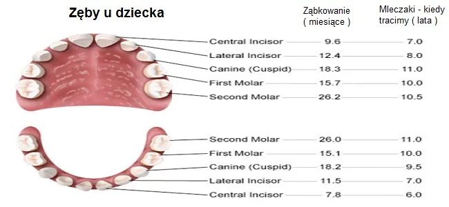Zdjęcie Które zęby rosną pierwsze u dziecka? Kolejność i objawy ząbkowania