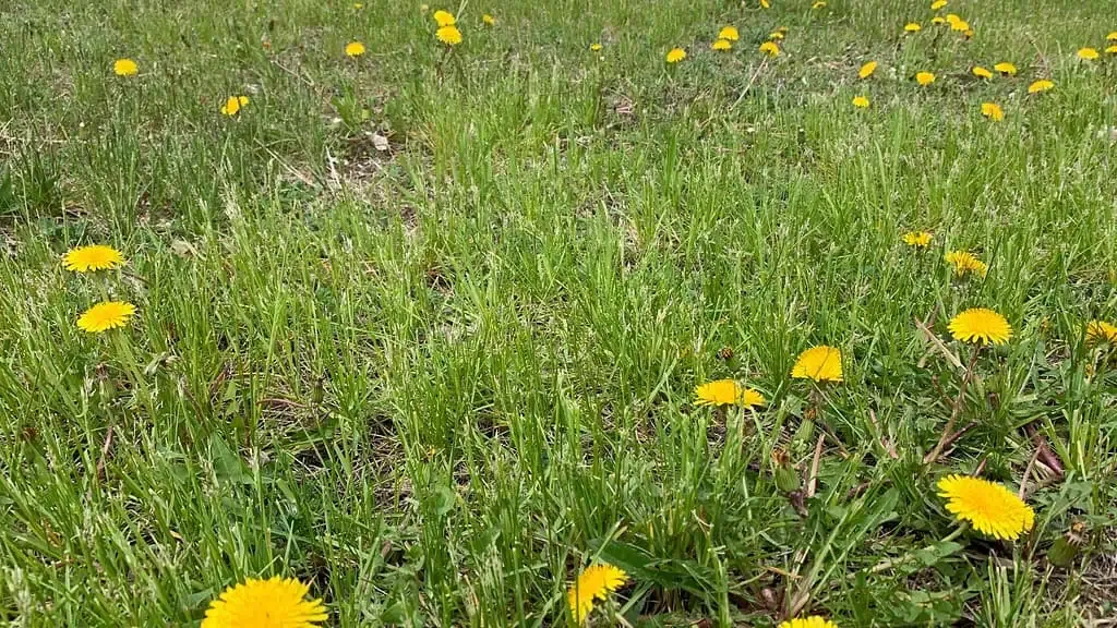 Zdjęcie Ż&oacute;łte chwasty polne: Jak rozpoznać i skutecznie zwalczyć?