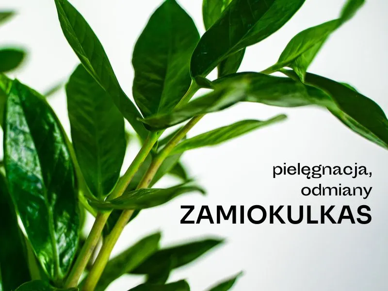 Zdjęcie Czy zamiokulkas może stać w sypialni? Oto co musisz wiedzieć