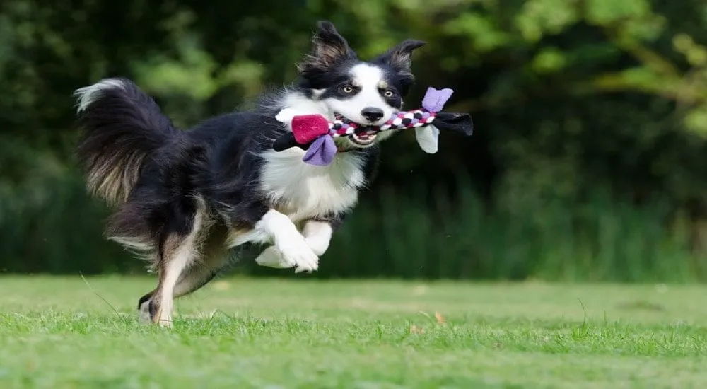 Zdjęcie Jak wytresować border collie: skuteczne metody na inteligentnego psa