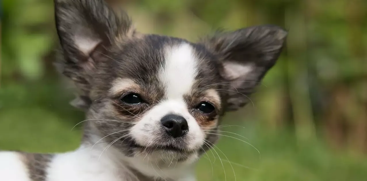 Zdjęcie Chihuahua ma włosy czy sierść? Odkryj prawdę o ich futrze