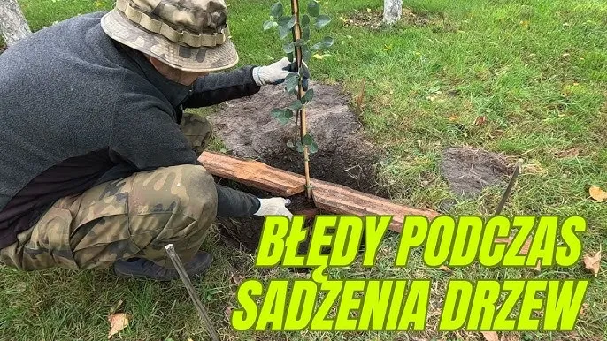 Zdjęcie Jak posadzić drzewko owocowe i uniknąć najczęstszych błędów