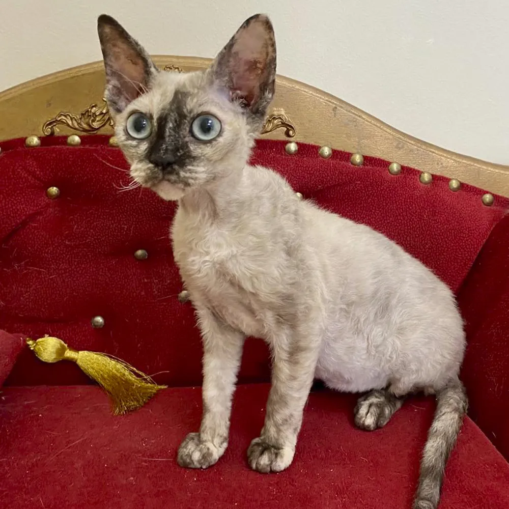 Zdjęcie Standard oceny kotów Devon Rex: kluczowe cechy i punkty scoringowe