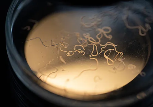 Zdjęcie Czym odrobaczać dzieci, aby skutecznie pozbyć się pasożytów?