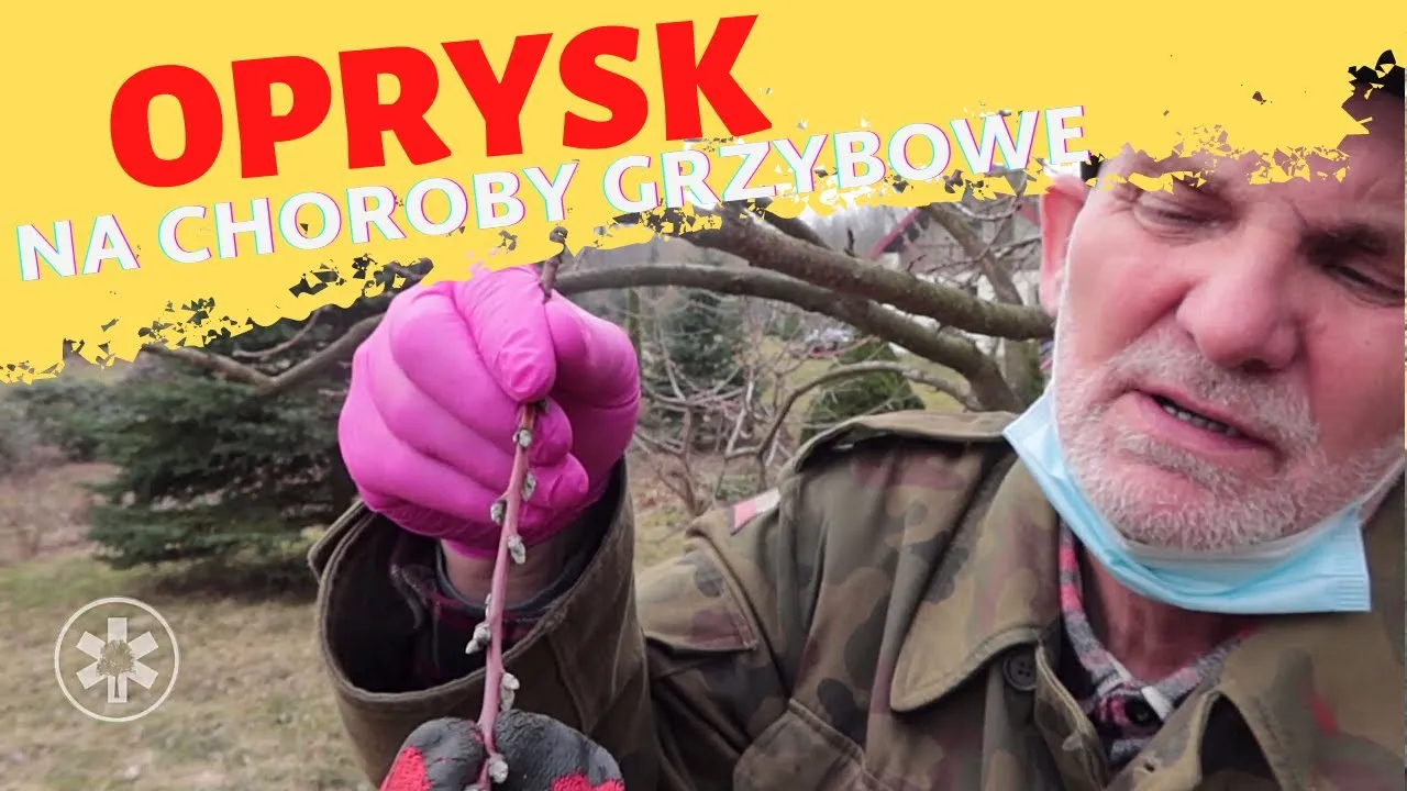 Zdjęcie Czym opryskiwać drzewa owocowe na wiosnę, aby uniknąć chorób?