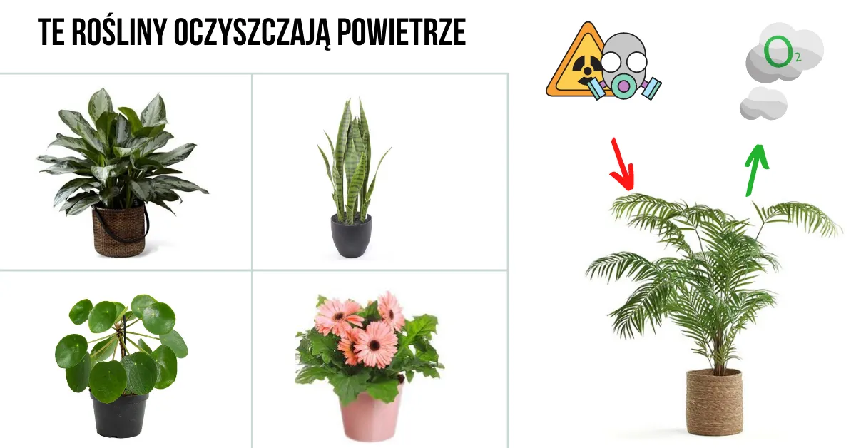Zdjęcie Jakie rośliny na smog skutecznie poprawią jakość powietrza w domu?