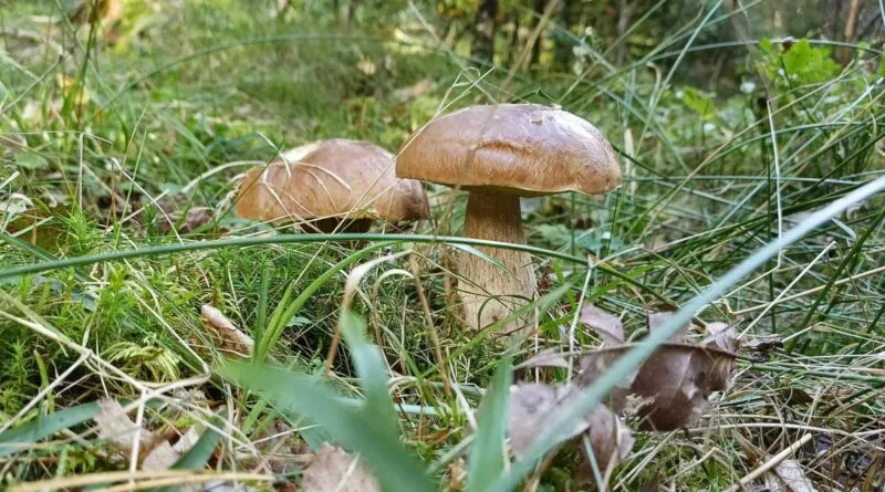Zdjęcie Gdzie na grzyby Kołobrzeg? Odkryj najlepsze miejsca na zbiór
