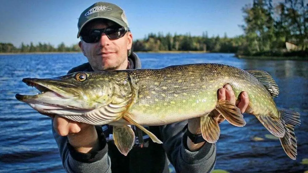 Zdjęcie Cena za 1 kg szczupaka - ile kosztuje szczupak?