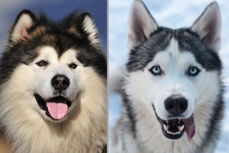 Zdjęcie Husky czy malamut: który pies lepszy dla Ciebie? Porównanie ras i różnice