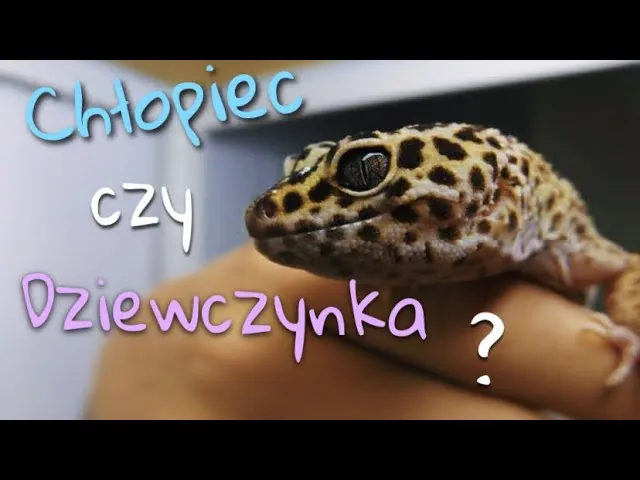 Zdjęcie Jaki gekon na początek: wybierz najlepszego towarzysza dla siebie
