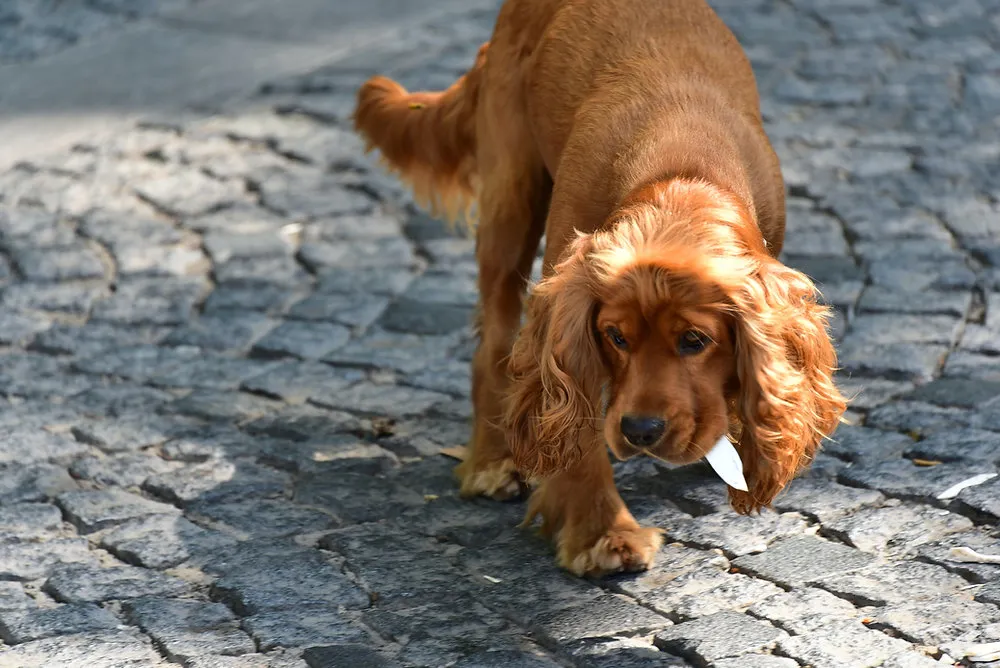 Zdjęcie Cocker spaniel włosy czy sierść - odkryj prawdę o ich futrze