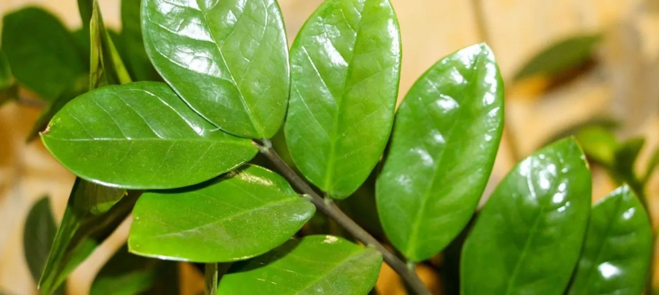 Zdjęcie Zamiokulkas: Tajniki Pielęgnacji Wytrzymałej Rośliny Doniczkowej