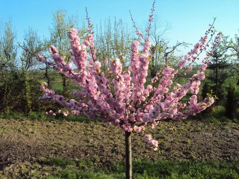 Zdjęcie Kwitnienie migdałka: Ile trwa i jak je przedłużyć? Porady eksperta