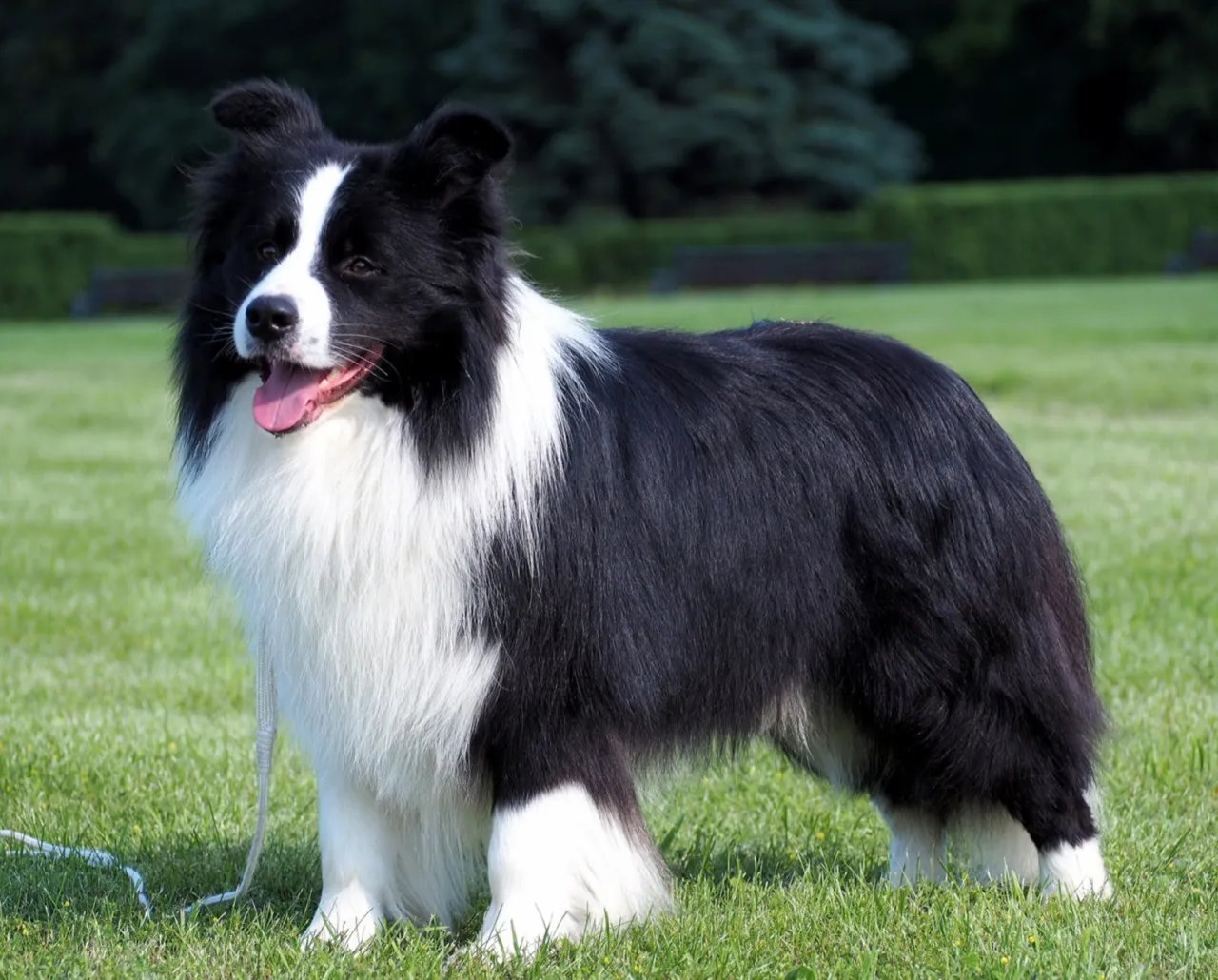 Zdjęcie Border collie linia show: co musisz wiedzieć przed zakupem szczeniaka