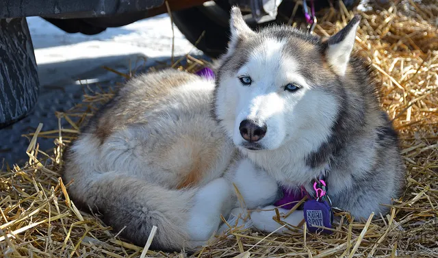 Zdjęcie Czy husky jest agresywny? Odkryj prawdę o ich temperamencie