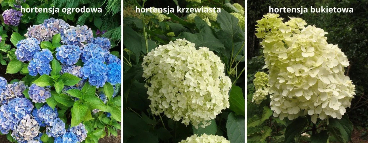 Zdjęcie Kiedy i jak przycinać hortensje ogrodowe: 7 kluczowych zasad