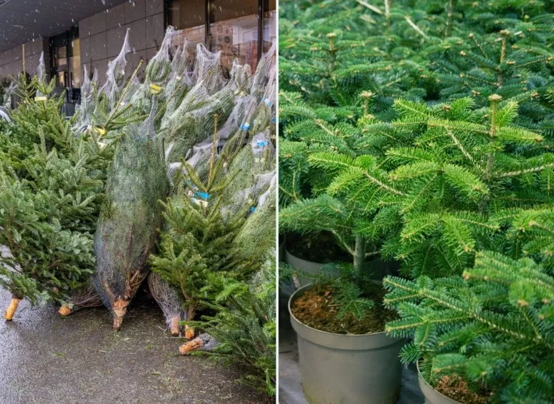 Zdjęcie Jak długo wytrzyma choinka w doniczce? Kluczowe czynniki trwałości