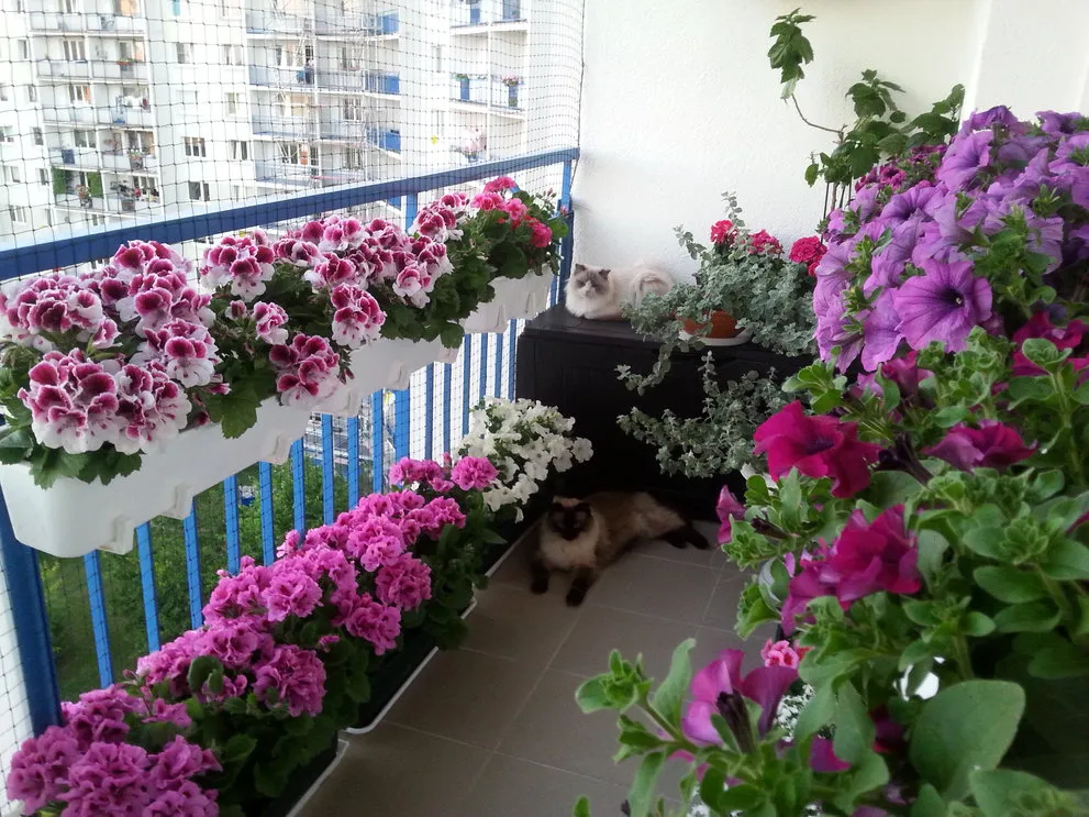 Zdjęcie Jakie kwiaty na balkon zachodni, które przetrwają intensywne słońce?